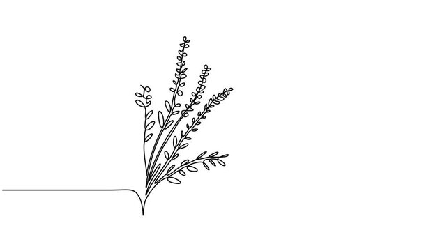 beauty fresh heather continuous one line drawing, One continuous line drawing of beauty fresh common heather for home decor wall art poster print. Decorative calluna vulgaris flower for invitation 