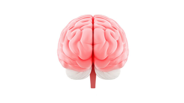 Human brain model front view pink and white isolated on transparency background medical anatomy educational realistic healthy science intelligence creativity emotion learning healthcare