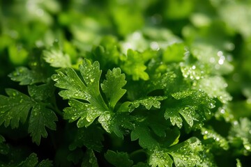 Parsley macro texture with water drops and sunlight