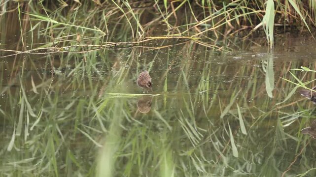 Water rail chick flapping wings in slow motion