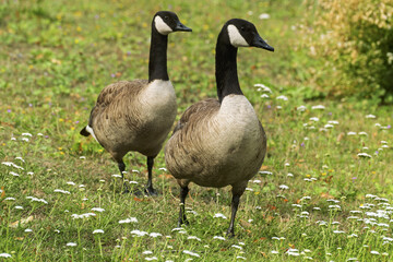 Natural scene in Bruges, Belgium showing two Canada geese standing on a grassy field dotted with small white flowers. geese have black heads and necks with white cheek patches and brownish-gray bodies
