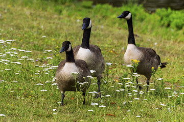 Natural scene in Bruges, Belgium showing three Canada geese standing on a grassy field dotted with small  flowers. geese have black heads and necks with white cheek patches and brownish-gray bodies