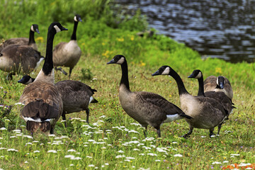 Natural scene in Bruges, Belgium showing three Canada geese standing on a grassy field dotted with small  flowers. geese have black heads and necks with white cheek patches and brownish-gray bodies