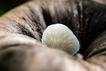 Mushrooms that grow from coconuts