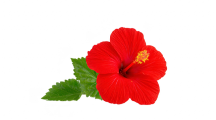 Red hibiscus flower with green leaves, isolated on transparent background, showing vibrant petals and yellow stamen, perfect for botanical, tropical, or floral design concepts