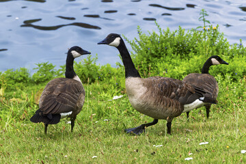Natural scene in Bruges, Belgium showing two Canada geese standing on a grassy field dotted with small white flowers. geese have black heads and necks with white cheek patches and brownish-gray bodies