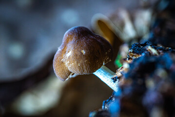 Small brown mushrooms growing on rotting wood with sharp texture details and a natural blur background.