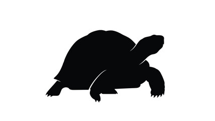 A striking black turtle form beautifully captured in a dark silhouette