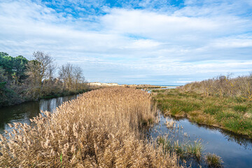 The scenic views of Sarıkum National Park, situated in a combination of sea, sand, lake and forest with species of water birds and birds of prey, and roe deer, lynx, bustard and swan in Sinop, Turkey.