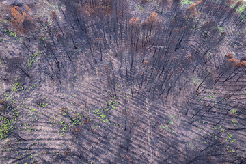 Aerial top down view of a burnt forest with new green regrowth The Concept of resilience and hope.