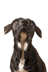 Black dog looking up begging transparent background