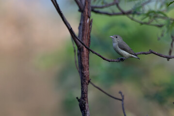 A beautiful, vibrant Flower pecker perched on a thin tree branch. The soft, natural light and shallow depth of field perfectly highlight the birds plumage.