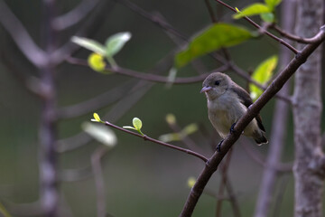A beautiful, vibrant Flower pecker perched on a thin tree branch. The soft, natural light and shallow depth of field perfectly highlight the birds plumage.
