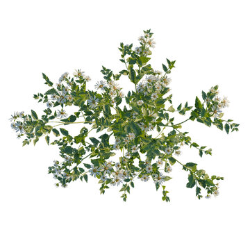 Aster albescens tree plan, top view, cutout, transparent background, isolate, Blooming branch with tiny white flowers, floral element, tree branch