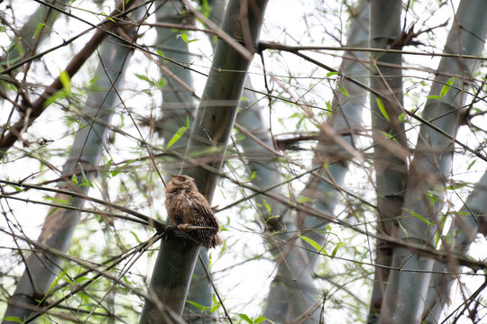 A beautiful Brown Boobook perched securely on a thick bamboo stalk. The background shows a soft focus forest with green leaves and natural light. 