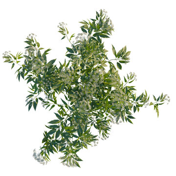 Cicuta virosa tree plan, top view, cutout, transparent background, isolate, White Flower Tree Branch, Botanical Illustration, Floral Design