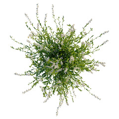 Gaura lindheimeri tree plan, top view, cutout, transparent background, isolate, Floral arrangement, delicate branches, botanical illustration, spring bloom