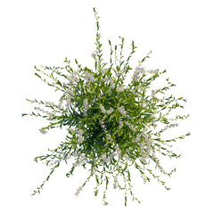 Gaura lindheimeri tree plan, top view, cutout, transparent background, isolate, Blooming tree branches, floral elements, botanical illustration