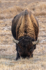 Bull Bison on the Prairie in Autumn