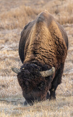 Bull Bison on the Prairie in Autumn