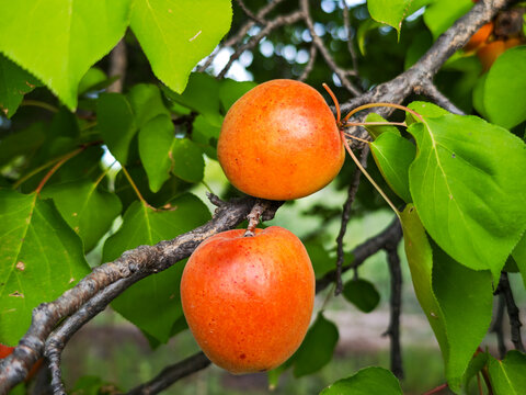 Ripe apricots on the tree. (Prunus armeniaca)