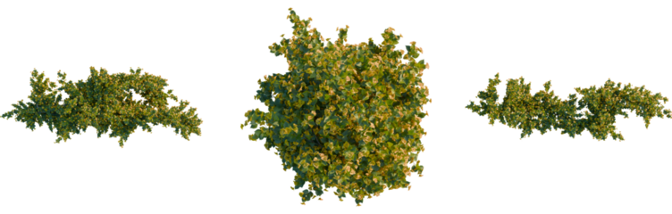 Bougainvillea spectabilis tree plan, top view, cutout, transparent background, isolate, Green trees, foliage elements, botanical branch clusters, natural elements