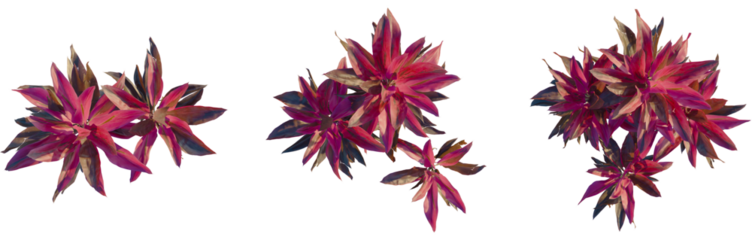 Cordyline fruticosa tree plan, top view, cutout, transparent background, isolate, Colorful tree branch elements, botanical floral design, nature theme