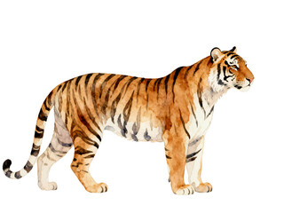 Majestic Tiger: A Watercolor Depiction: This watercolor painting portrays a majestic tiger, showcasing its iconic orange and black stripes. The artwork highlights the tiger's powerful form.