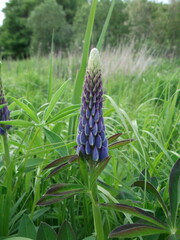 The beauty of flowers in the suburbs. Lupinus
