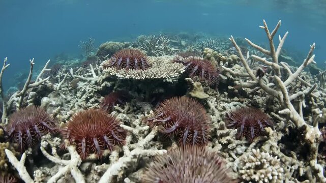 Crown-of-thorns starfish population consuming coral polyps on a damaged great barrier reef, indicating marine ecosystem decline and environmental destruction from overpopulation