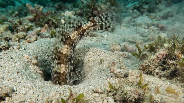 Fang blenny actively digging a burrow in the sandy seabed, displaying its speckled camouflage as it expels sand to create a shelter in the marine environment