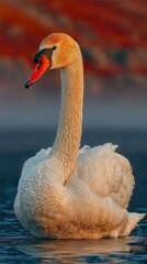 Swan gliding smoothly on water with a colorful background during sunset