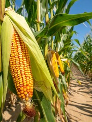 Ripe golden corn ear growing in an organic agricultural field, showcasing healthy maize crop, natural farming, rural landscape, summer harvest, sustainable food production concept.