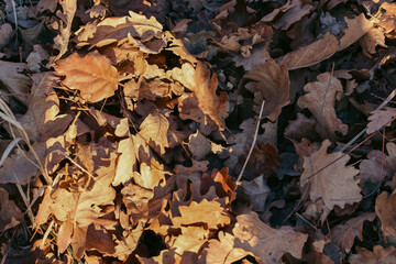 autumn leaves in the forest