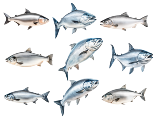 Set of Raw salmon fish with detailed fins and scales, isolated on white transparent background, concept of marine life