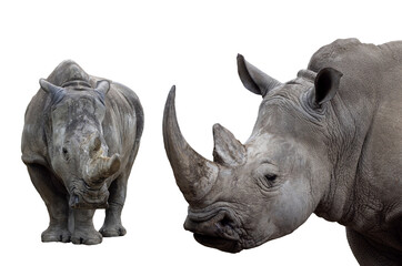two white rhino isolated on white background