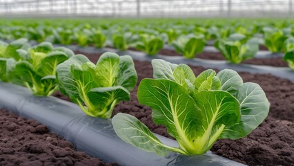 Lettuce Farm Greenhouse