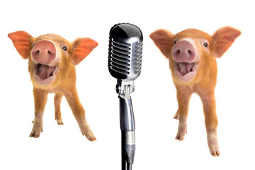 Singing piglets at the microphone isolated on white background