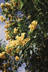 Real photography yellow flowers shrub green leaves neutral tones summer vibes aesthetic background