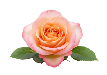 Delicate pink and orange rose