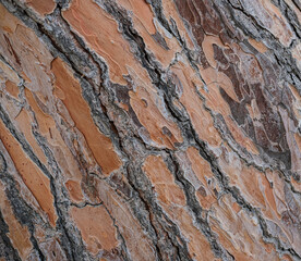 Close-up of tree bark with layered peeling texture and brown-gray tones, natural light.