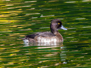 池を泳ぐキンクロハジロ