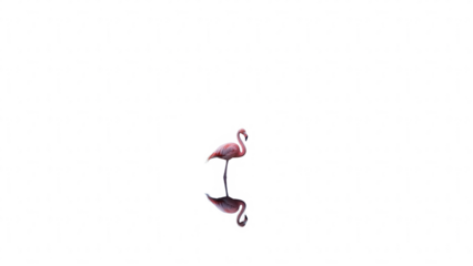 Pink flamingo in reflection isolated on transparent background