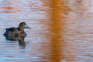 池を泳ぐキンクロハジロ