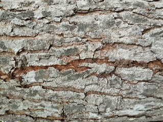 Close up of tree bark or wooden surface texture. Suitable for background	