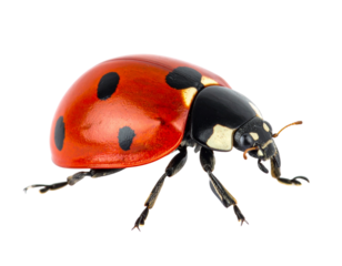Butter crab legs in plate isolated on transparent background  
