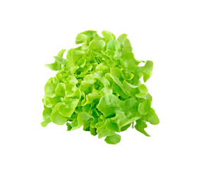 Green leaves lettuce transparent png