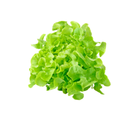 Green leaves lettuce transparent png