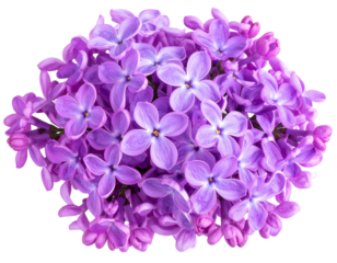Image of a fully blooming purple bouquet isolated on a transparent background png fil  