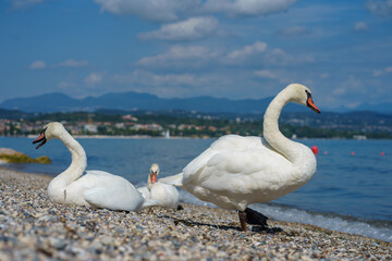 A large group of white swans rests on the stone shore of Lake Garda in Italy.